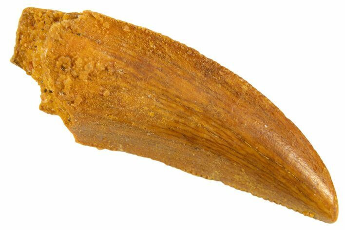 Serrated Raptor Tooth - Real Dinosaur Tooth #332146
